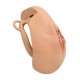 Cage de Chasteté avec Harnais Sislab 5.5 x 3.5cm Beige 